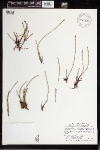 Equisetum variegatum image
