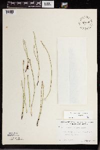 Equisetum variegatum subsp. variegatum image