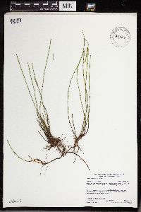 Equisetum variegatum image