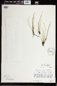 Equisetum variegatum subsp. variegatum image