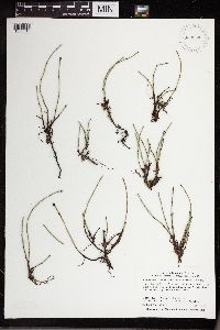 Equisetum variegatum image