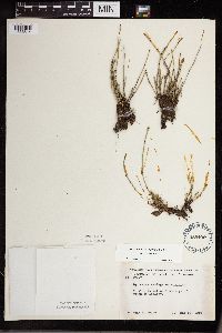 Equisetum variegatum subsp. variegatum image