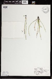 Equisetum variegatum subsp. variegatum image