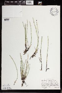 Equisetum variegatum subsp. variegatum image