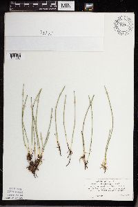 Equisetum variegatum subsp. variegatum image