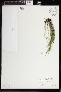 Equisetum variegatum subsp. variegatum image