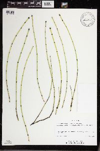 Equisetum variegatum subsp. variegatum image