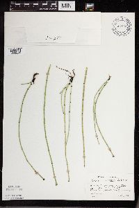 Thumbnail image of current specimen