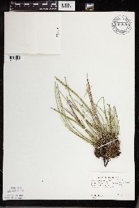 thumbnail image of current specimen