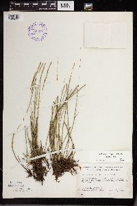 thumbnail image of current specimen