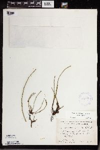 thumbnail image of current specimen