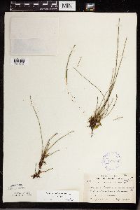 Equisetum variegatum subsp. variegatum image