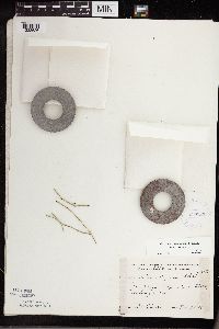 Equisetum variegatum subsp. variegatum image