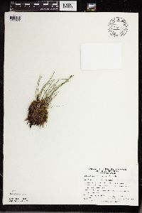 Equisetum variegatum subsp. variegatum image