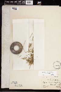 Equisetum variegatum subsp. variegatum image