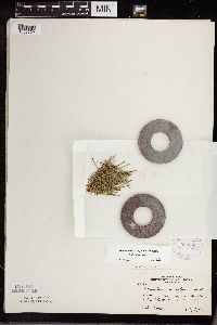 Equisetum variegatum subsp. variegatum image