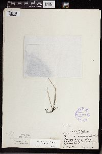 Equisetum variegatum subsp. variegatum image