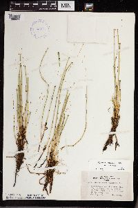 Equisetum variegatum subsp. variegatum image