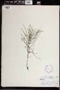 Thumbnail image of current specimen