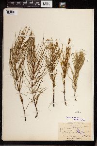 Equisetum arvense image