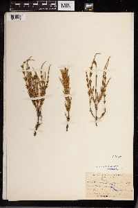 Equisetum arvense image