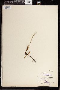 Equisetum arvense image