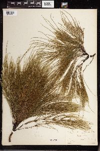 Equisetum arvense image