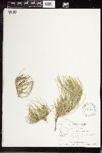 Equisetum arvense image