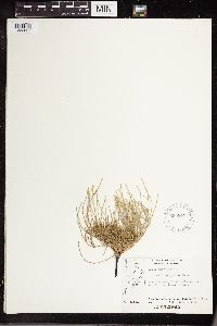Equisetum arvense image
