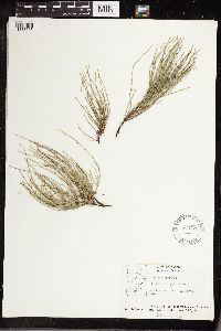 Equisetum arvense image