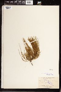 Equisetum arvense image