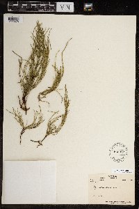 Equisetum arvense image