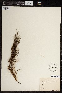 Equisetum arvense image