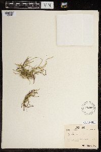 Equisetum arvense image