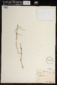 Equisetum arvense image
