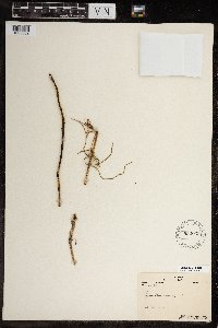 Equisetum arvense image