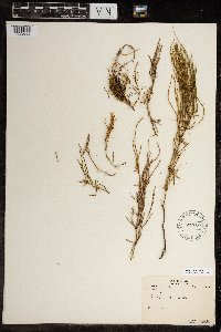 Equisetum arvense image