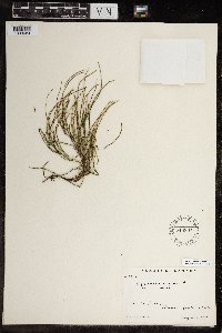 Equisetum arvense image