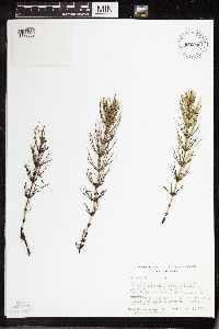 Thumbnail image of current specimen