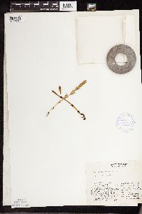 Equisetum arvense image