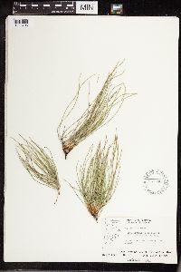 Equisetum arvense image