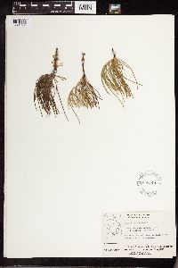 Equisetum arvense image