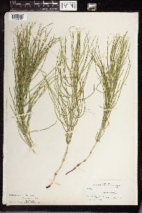 Equisetum arvense image