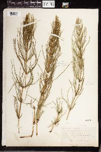 Equisetum arvense image