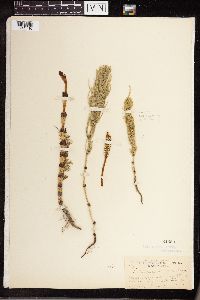 Equisetum arvense image