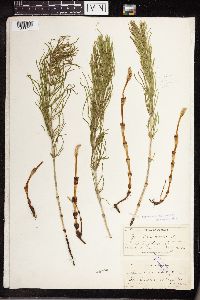 Equisetum arvense image