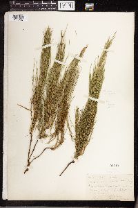 Equisetum arvense image