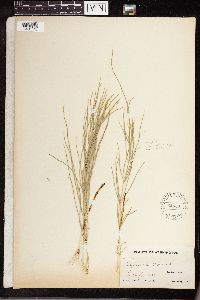 Equisetum arvense image