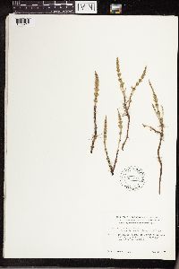 Equisetum arvense image