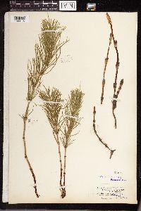 Equisetum arvense image